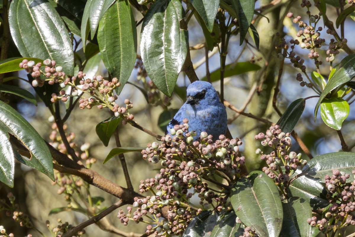 Blue-and-black Tanager - ML646357941