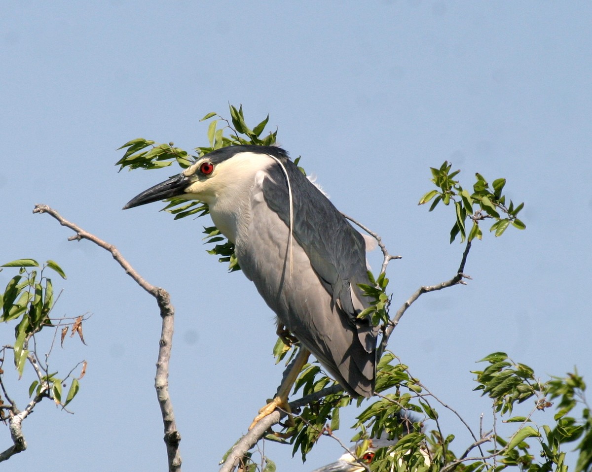 Nitticora - ML646357942