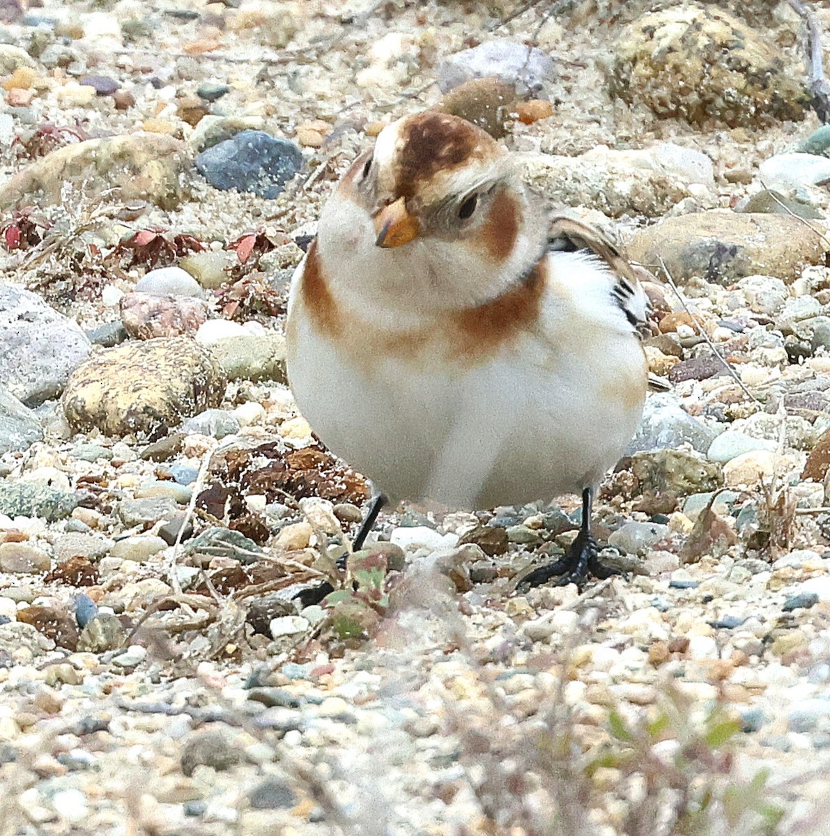 Snow Bunting - ML646357944