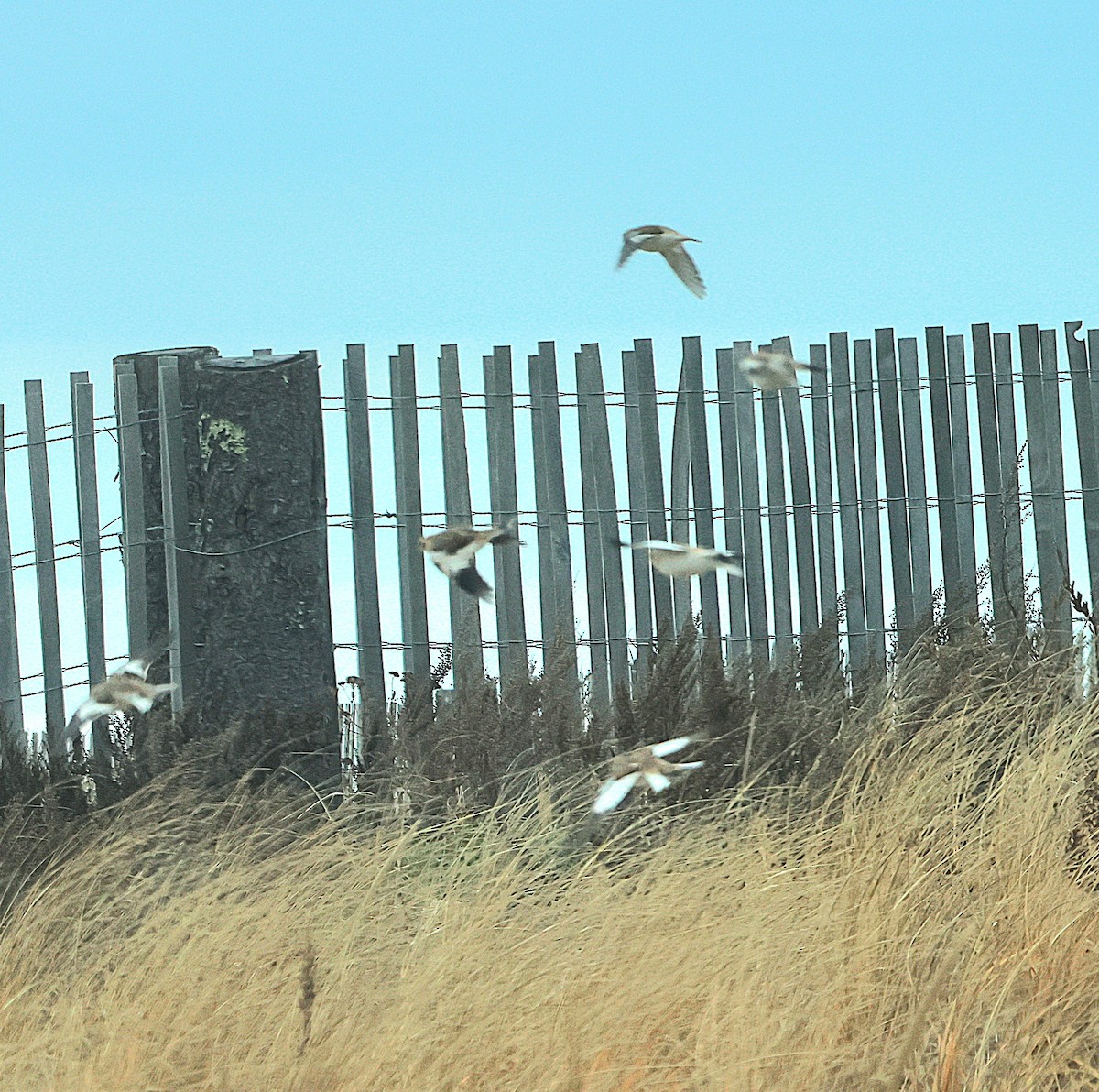 Snow Bunting - ML646357945