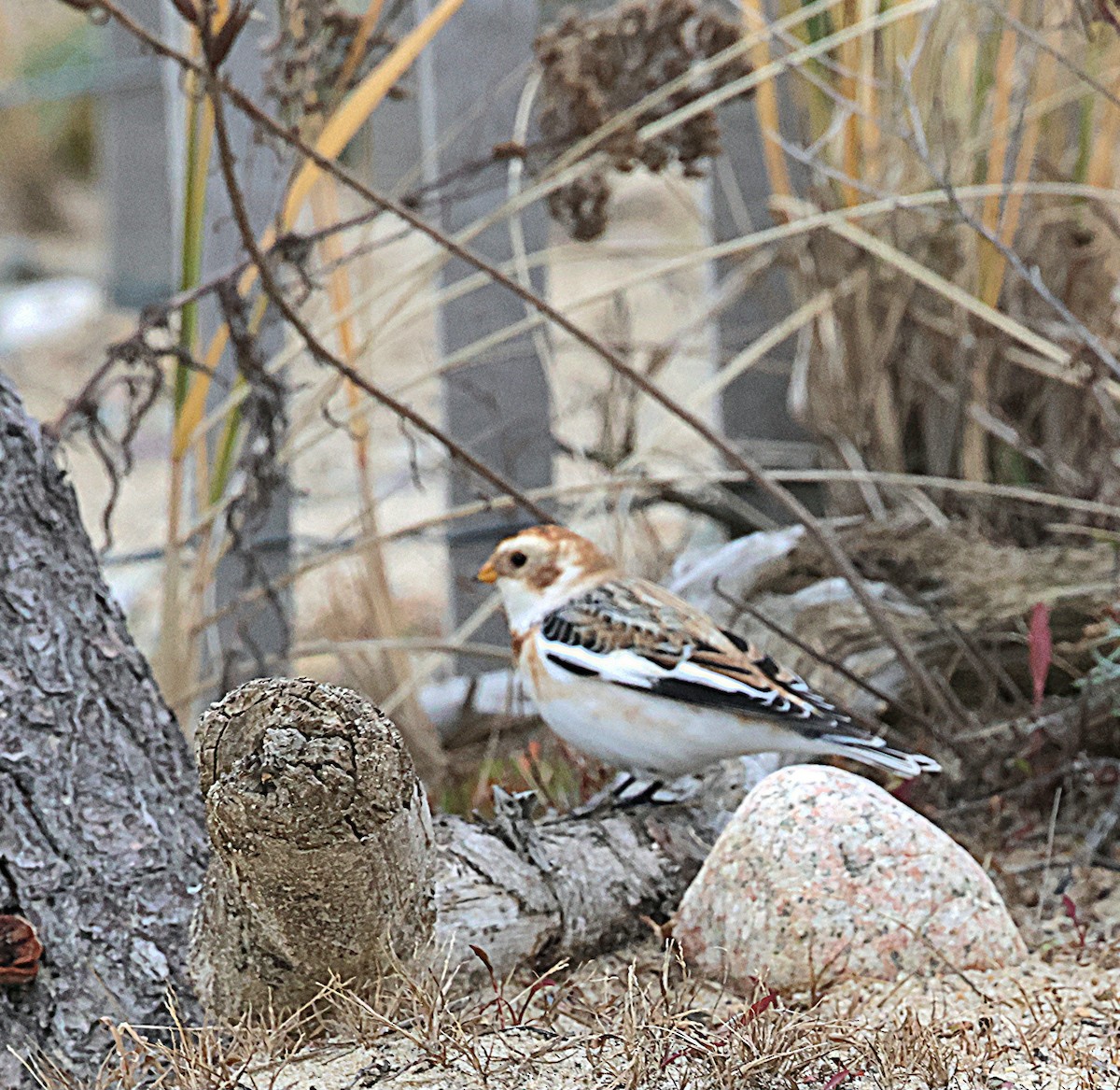 Snow Bunting - ML646357946