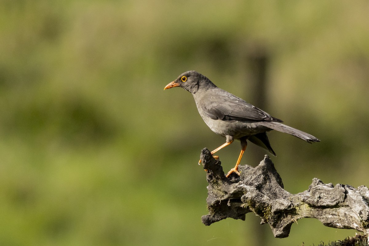 Great Thrush - ML646357952