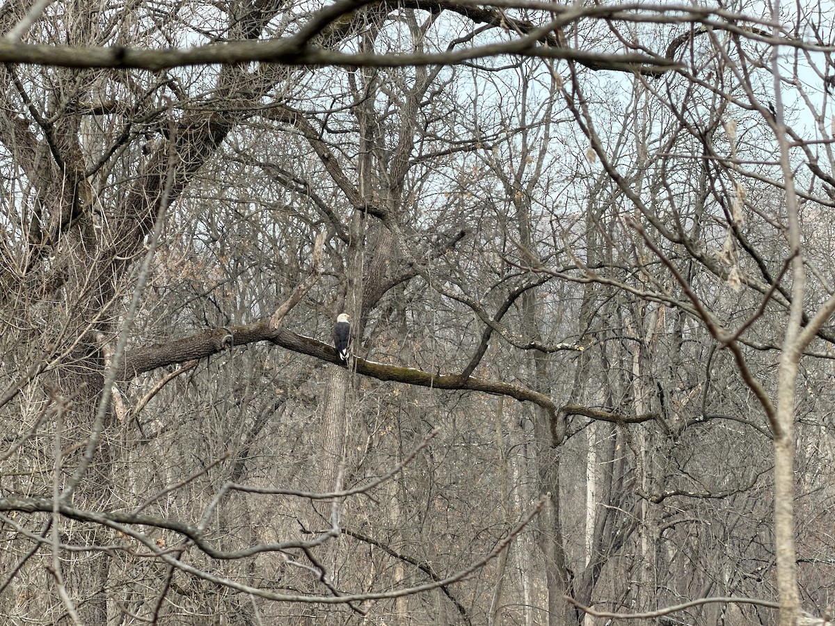 Bald Eagle - ML646357954