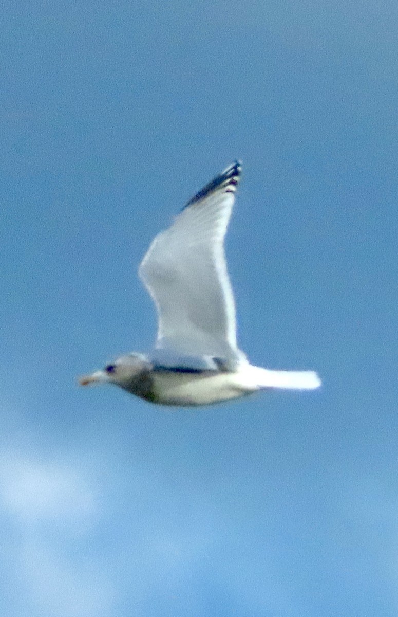 Iceland Gull (Thayer's) - ML646357955