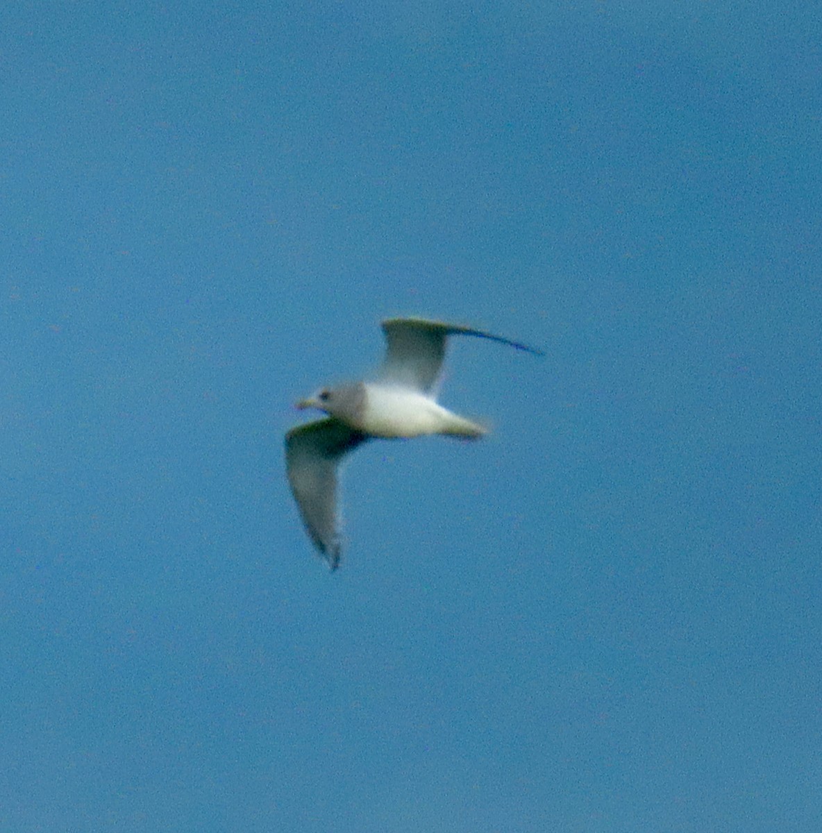 Iceland Gull (Thayer's) - ML646357956
