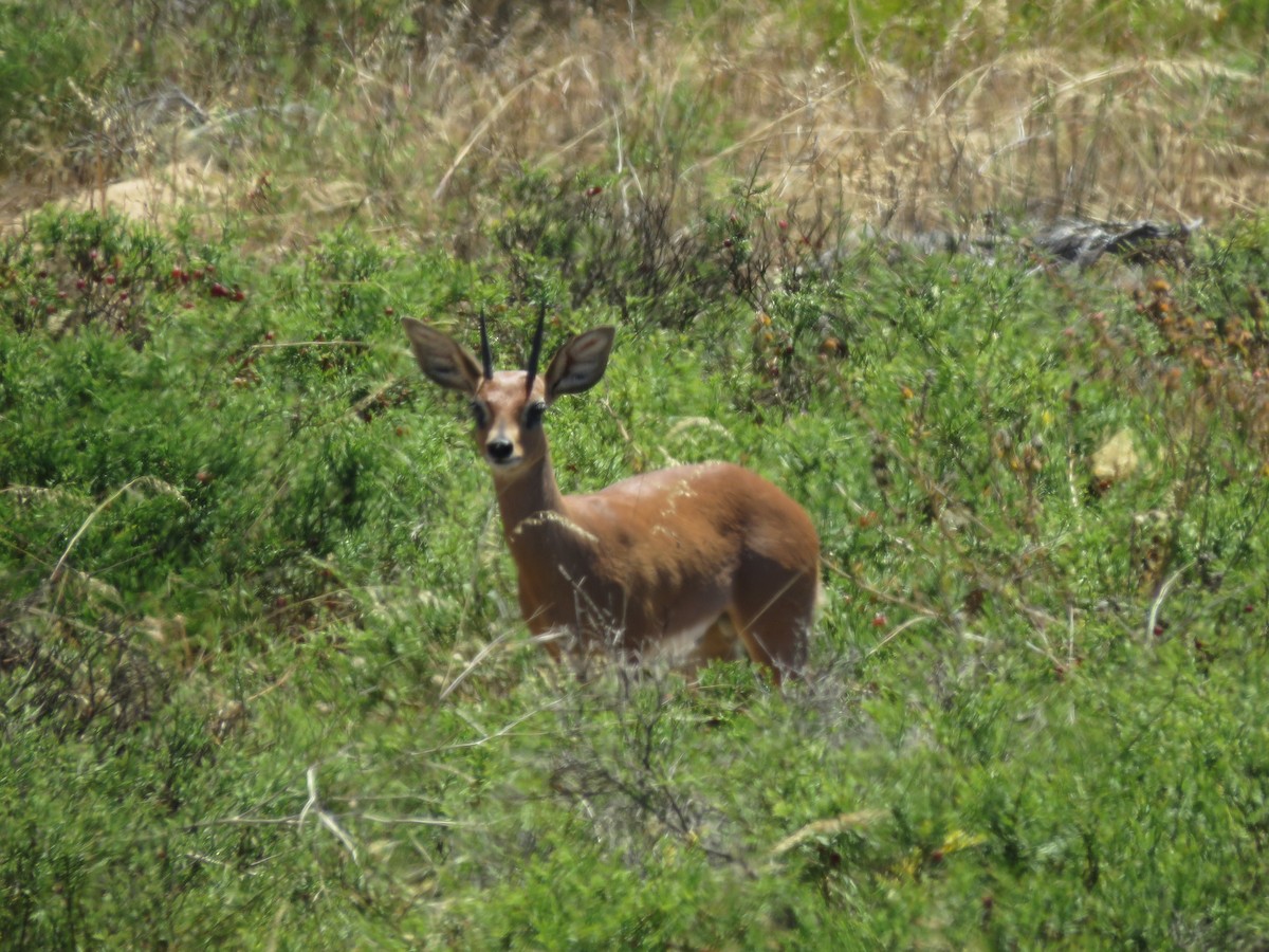 Steenbok - ML646357957