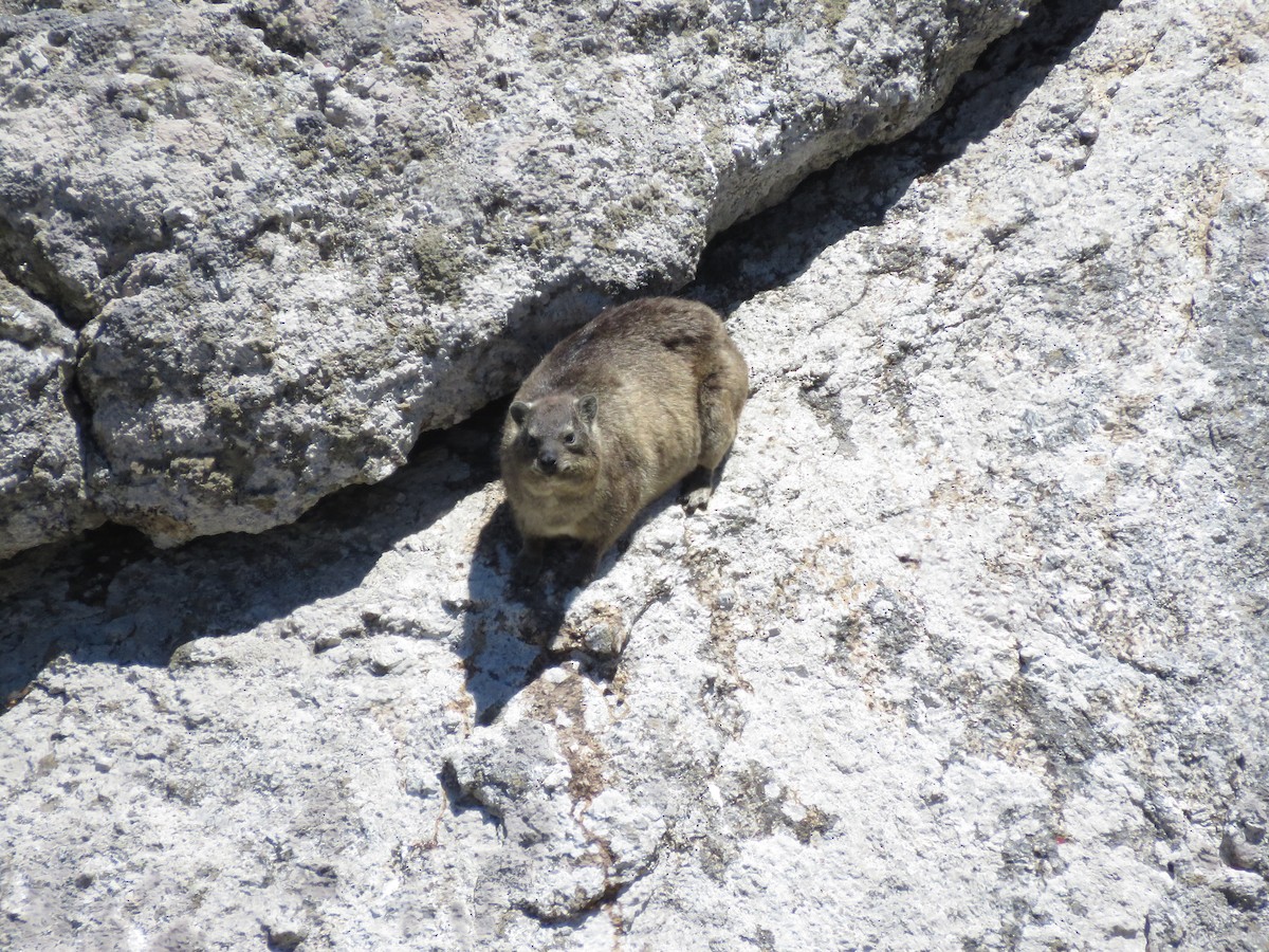 Cape Rock Hyrax - ML646357958