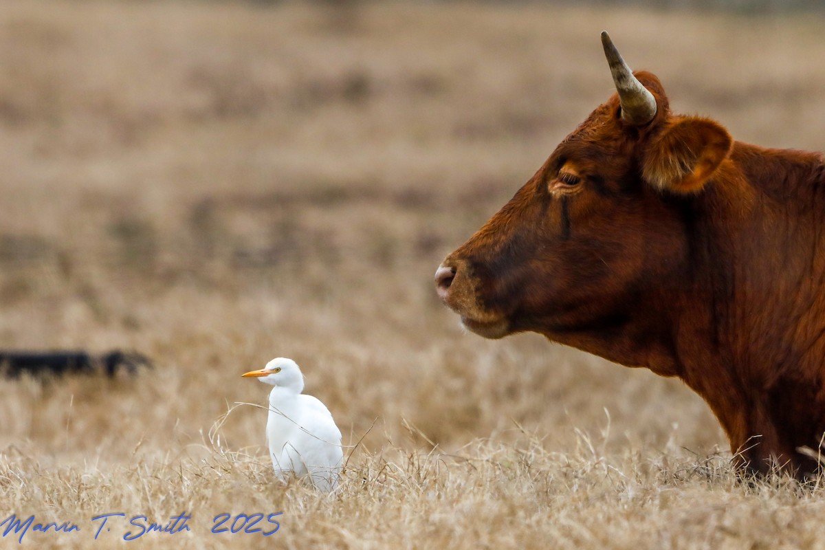 Western Cattle-Egret - ML646357959
