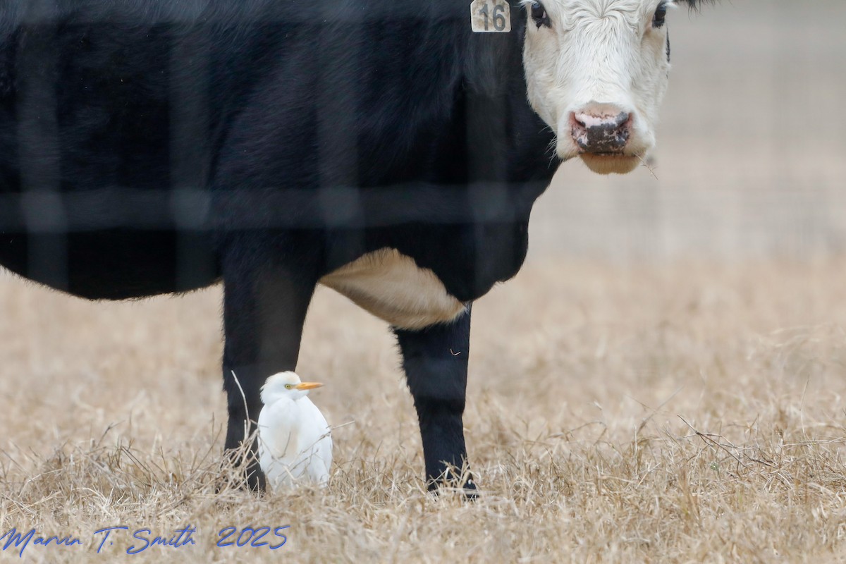 Western Cattle-Egret - ML646357960