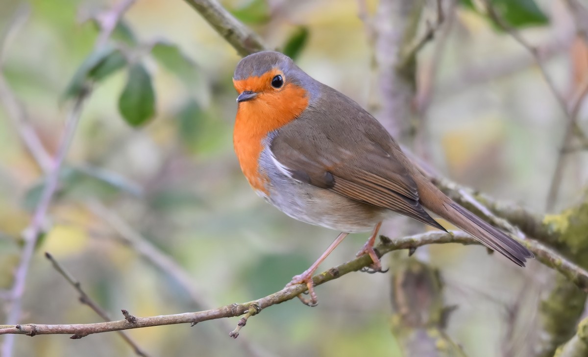 European Robin - ML646357961
