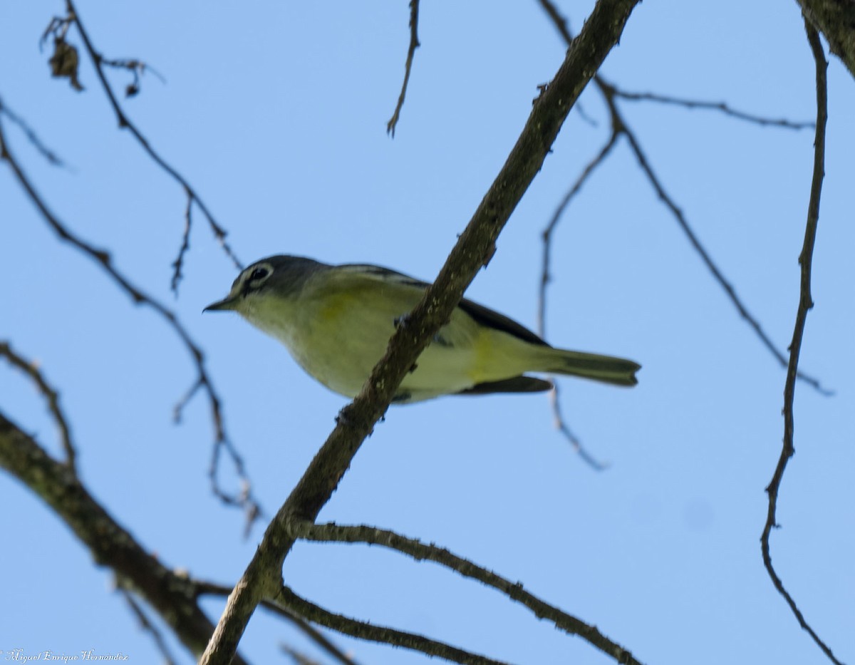 Blue-headed Vireo - ML646357962