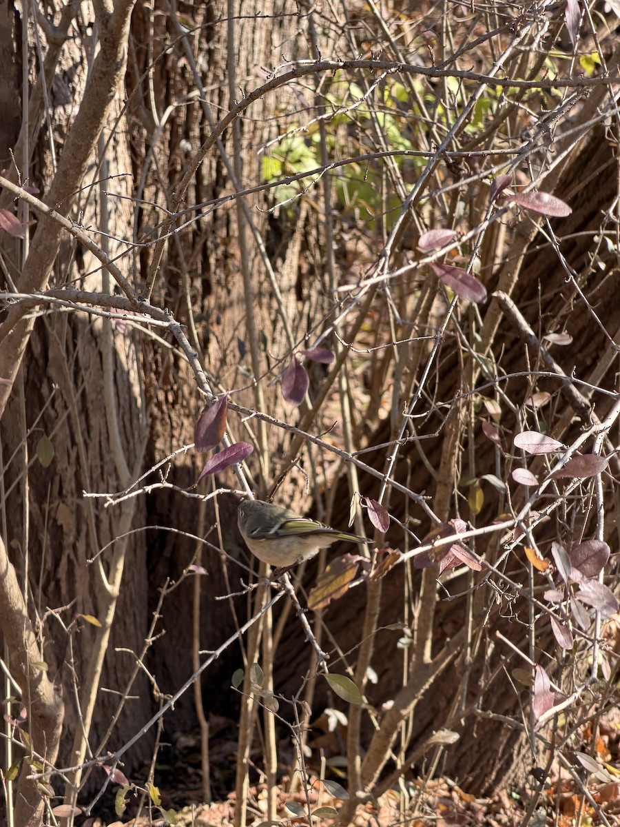 Ruby-crowned Kinglet - ML646357964