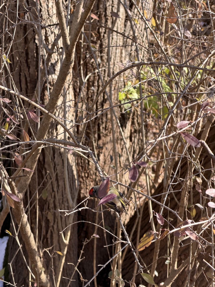 Ruby-crowned Kinglet - ML646357965