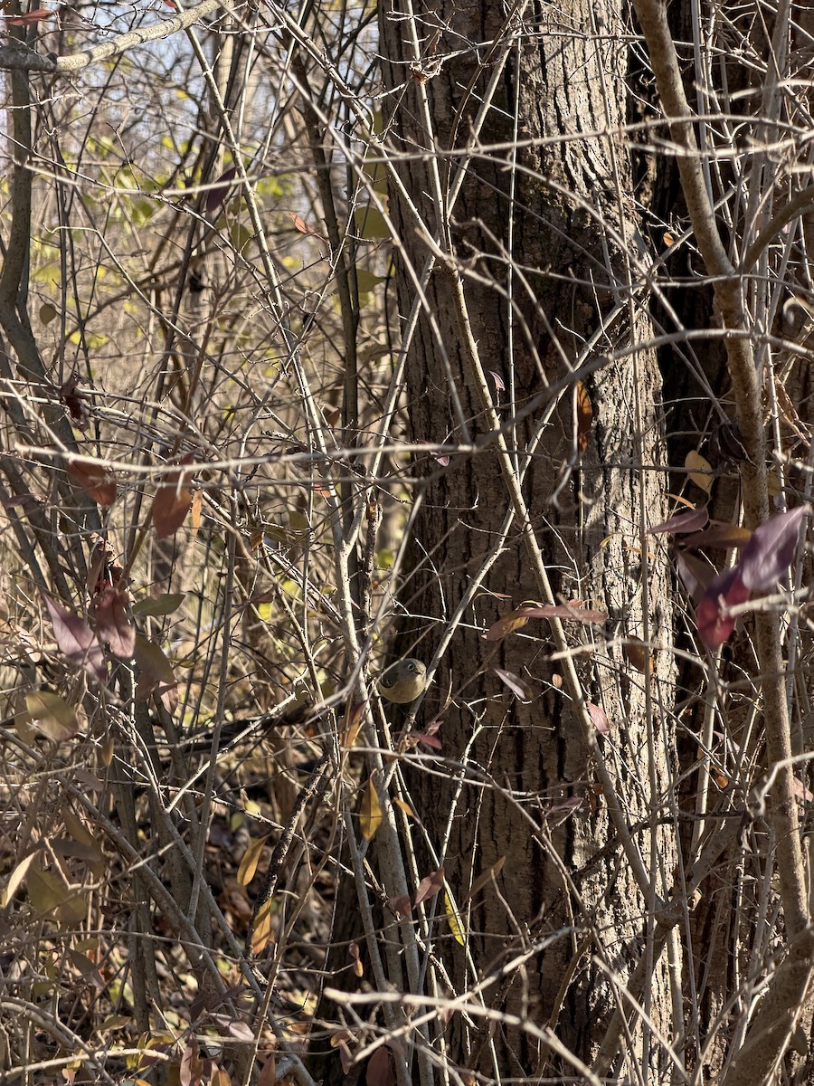 Ruby-crowned Kinglet - ML646357966