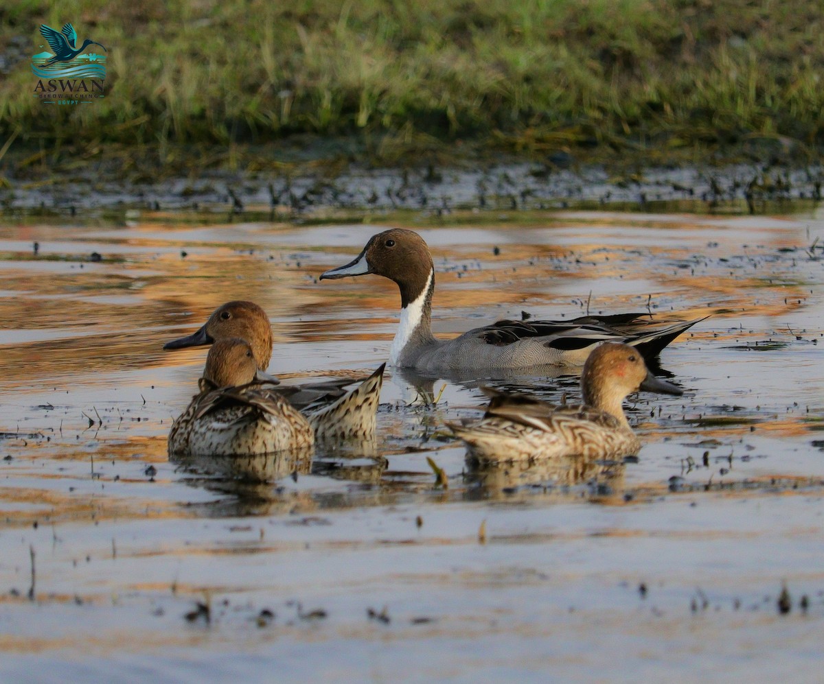Northern Pintail - ML646357967