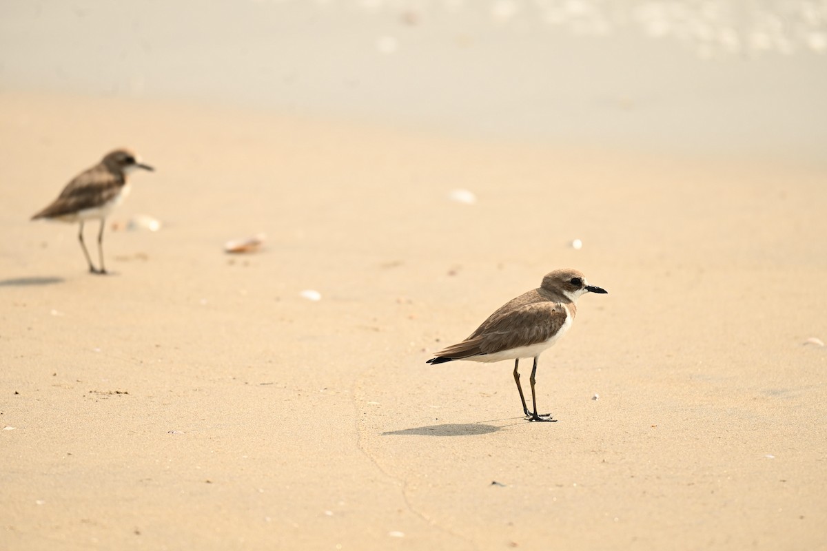 Greater Sand-Plover - ML646357968
