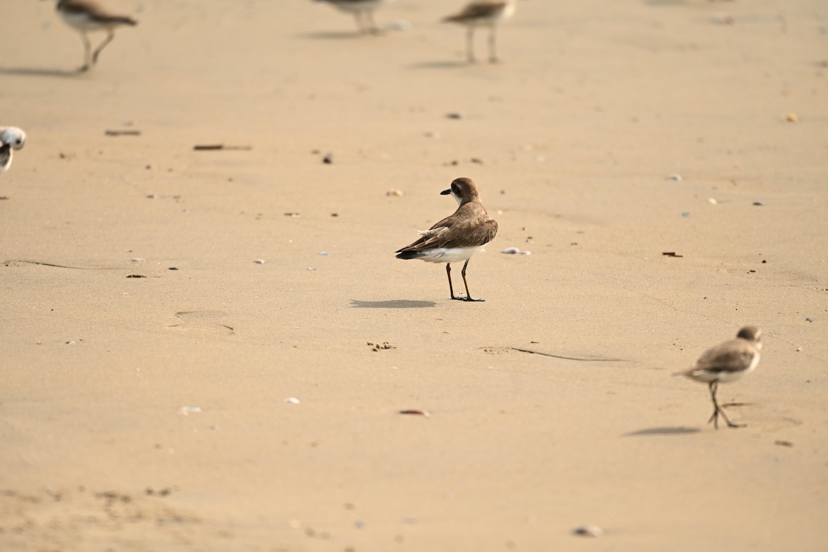 Greater Sand-Plover - ML646357969