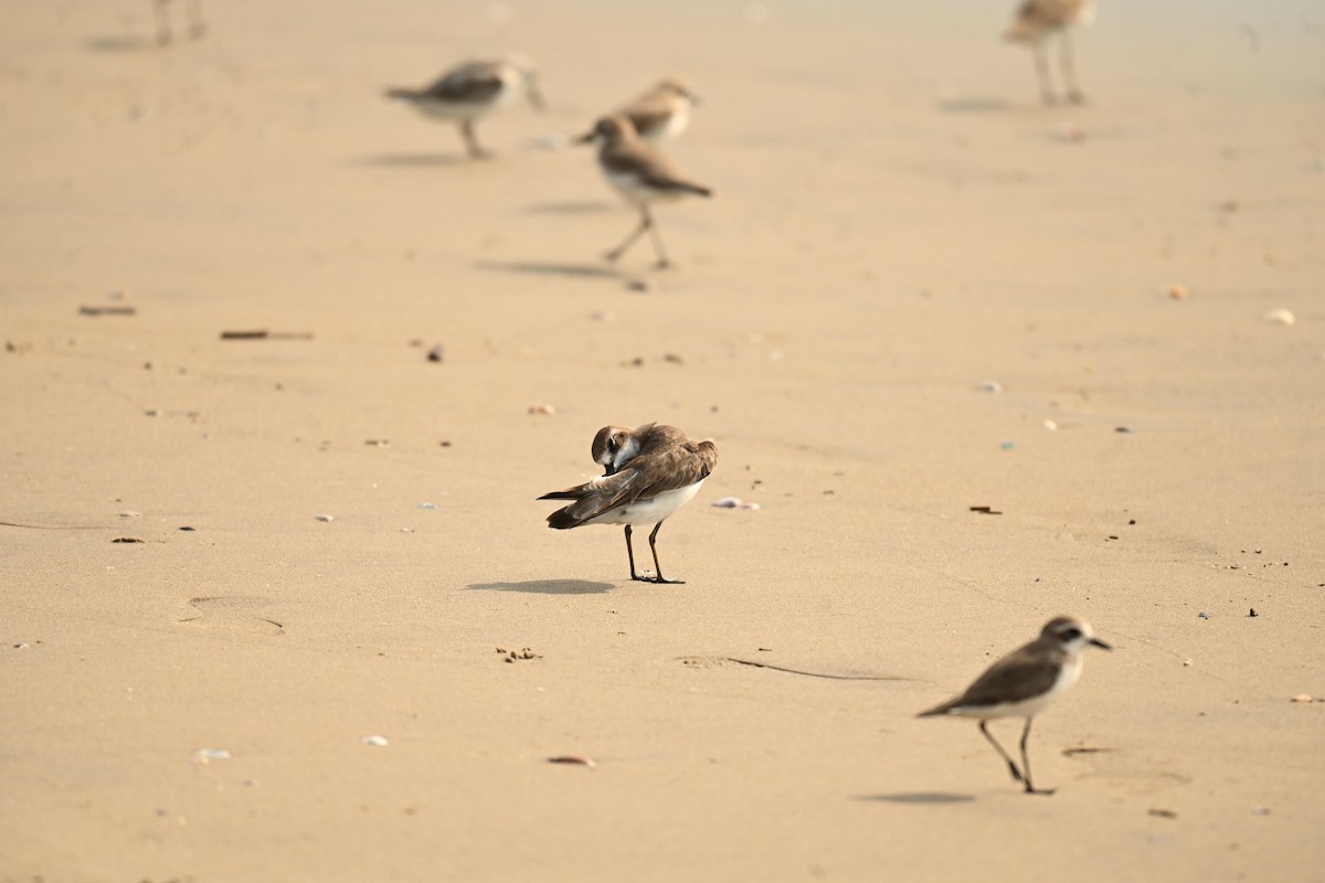 Greater Sand-Plover - ML646357970
