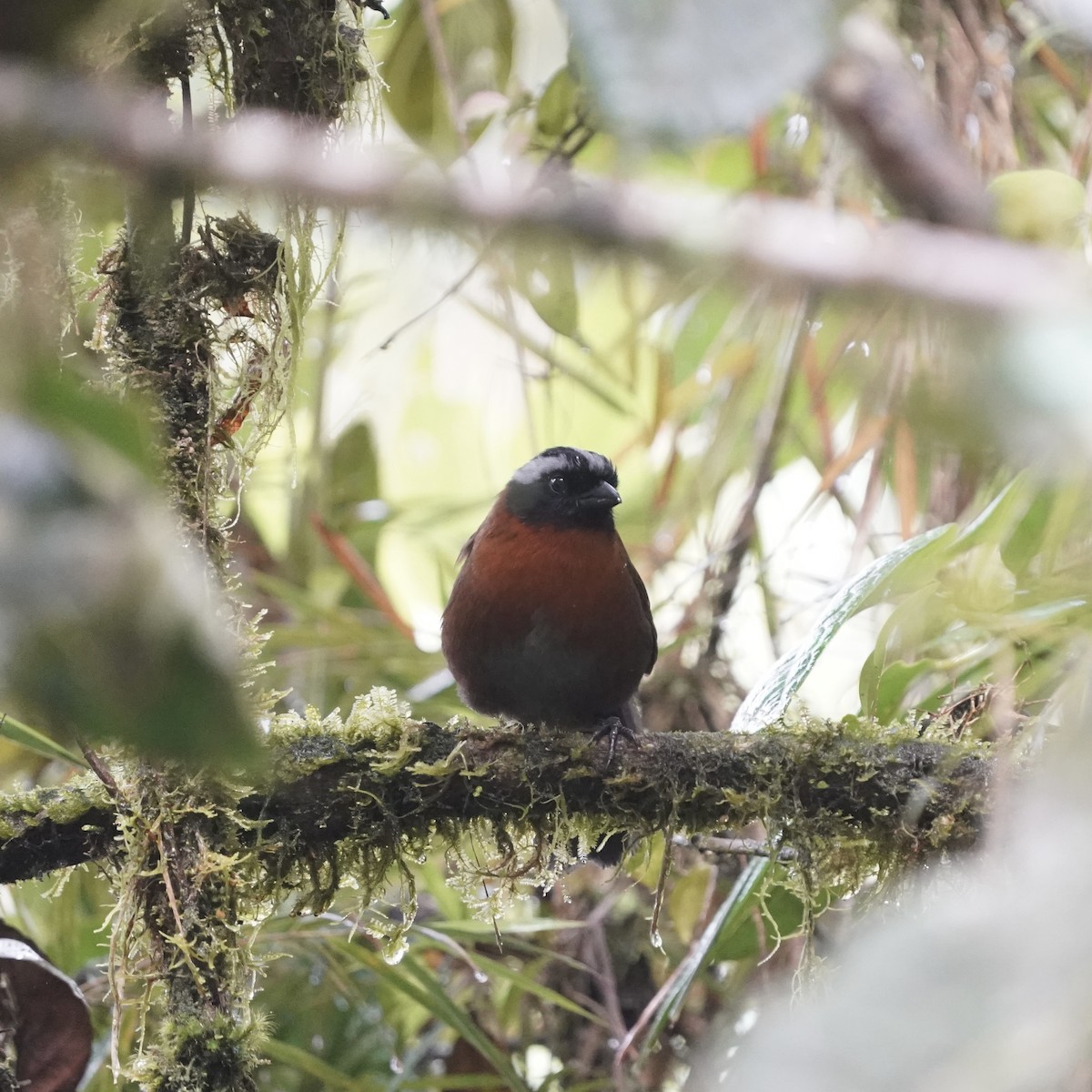 Tanager Finch - ML646357971