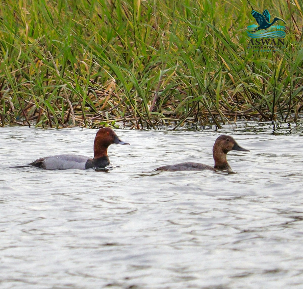 Common Pochard - ML646357972