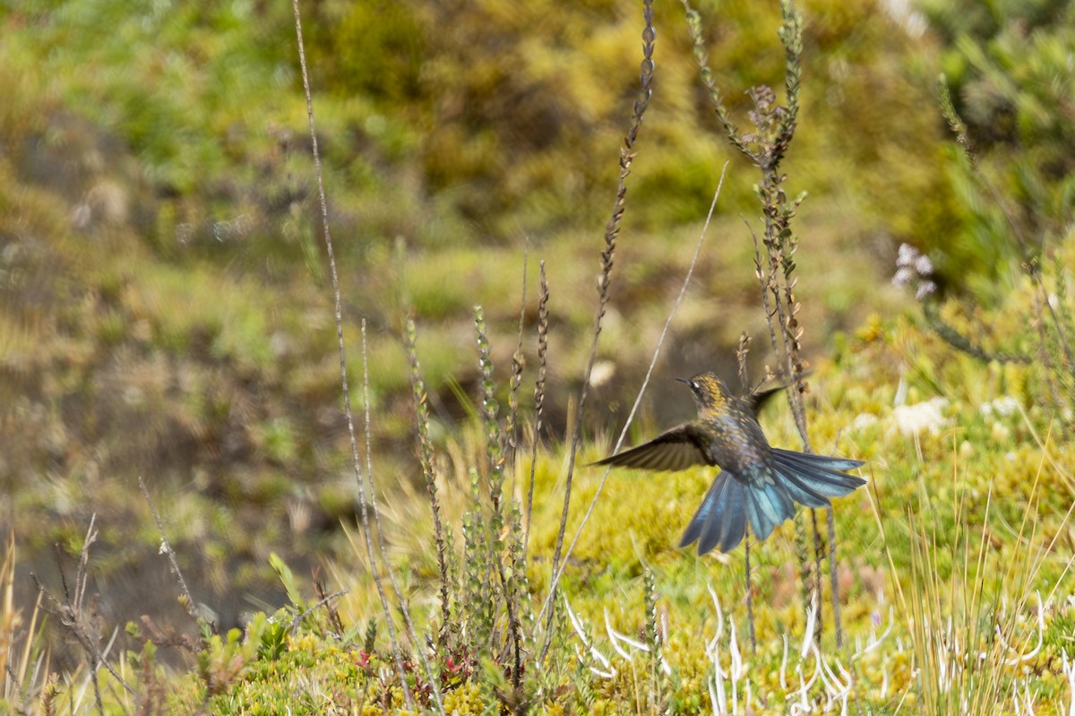 Blue-mantled Thornbill - ML646357973