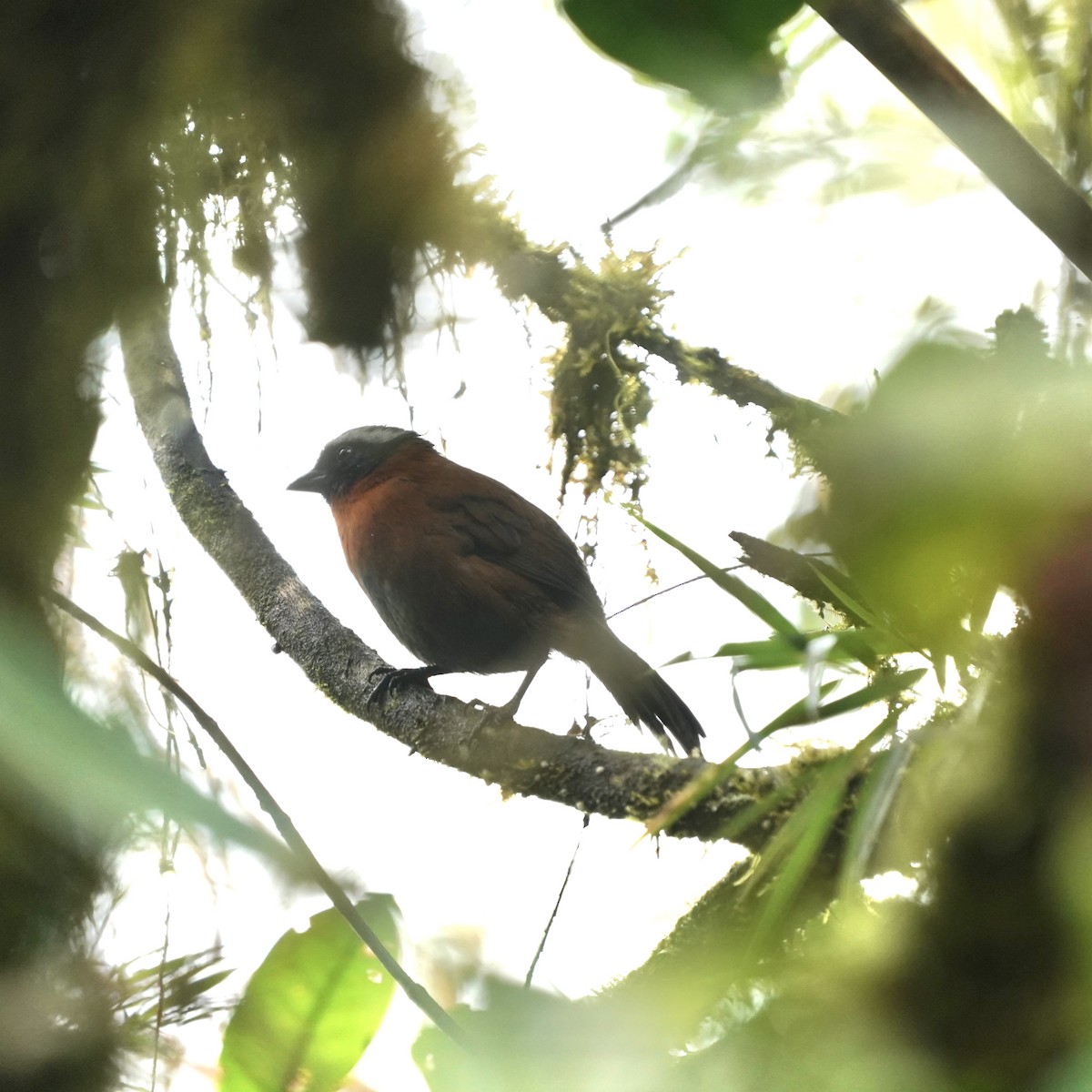 Tanager Finch - ML646357974