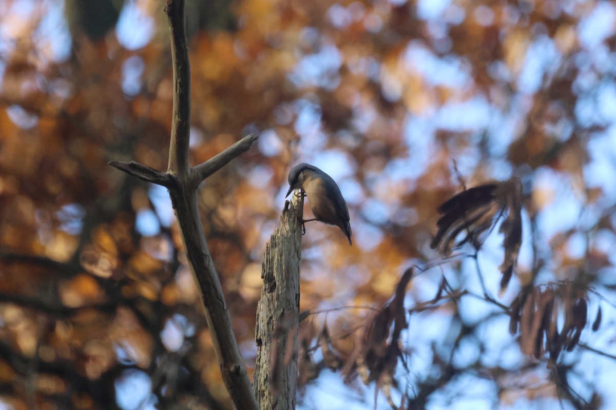 茶腹鳾 - ML646357975