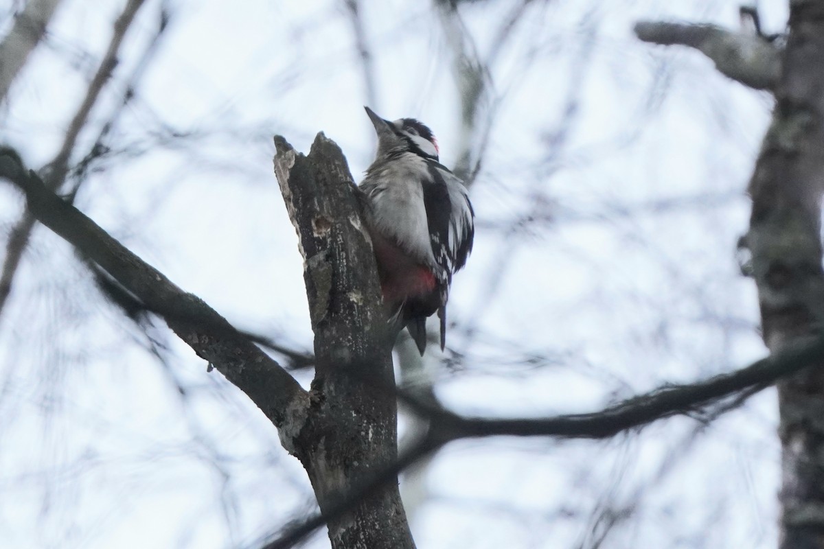 Great Spotted Woodpecker - ML646357978