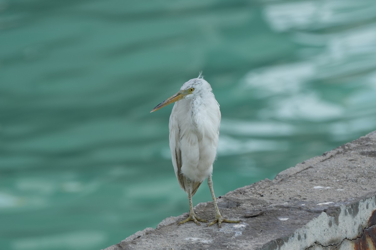 sothegre - ML646357980