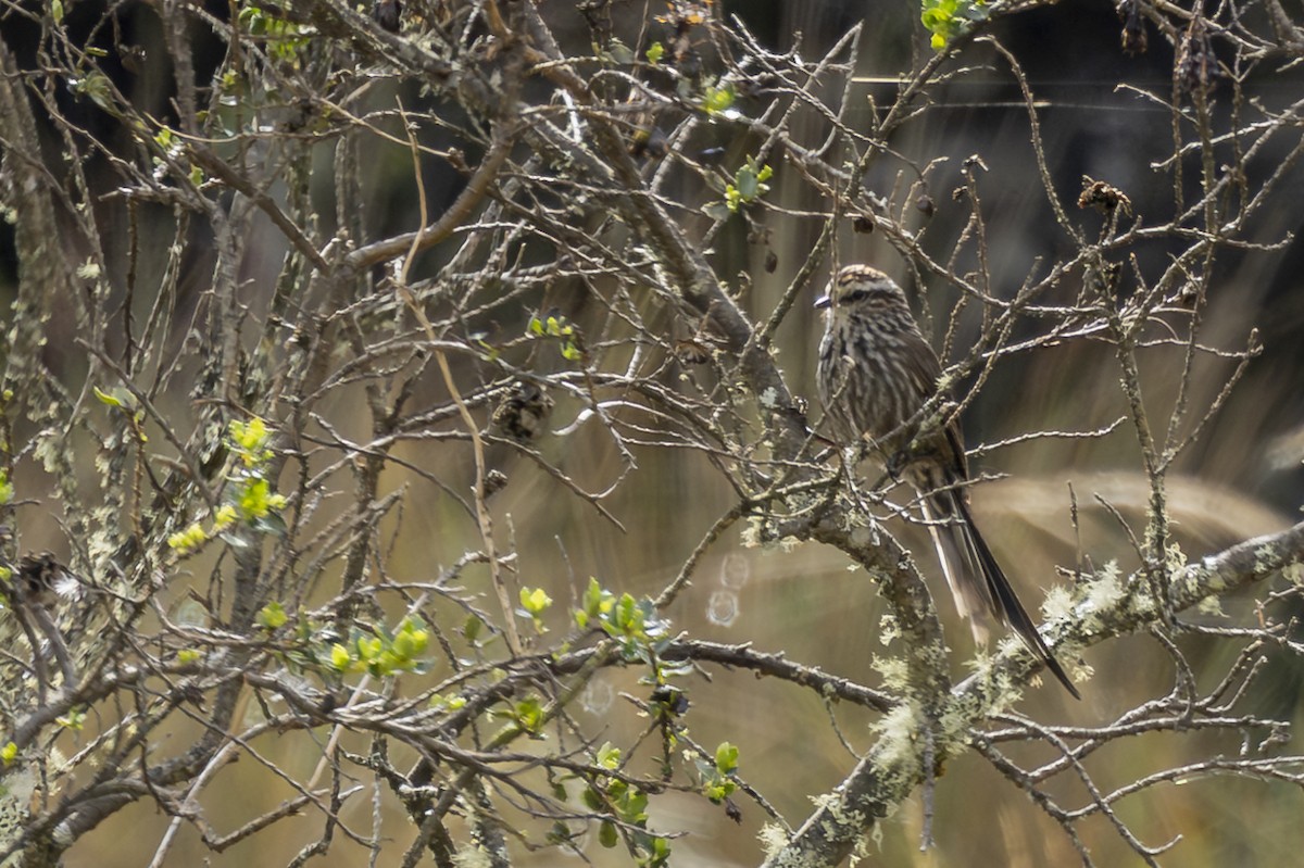 Andean Tit-Spinetail - ML646357981
