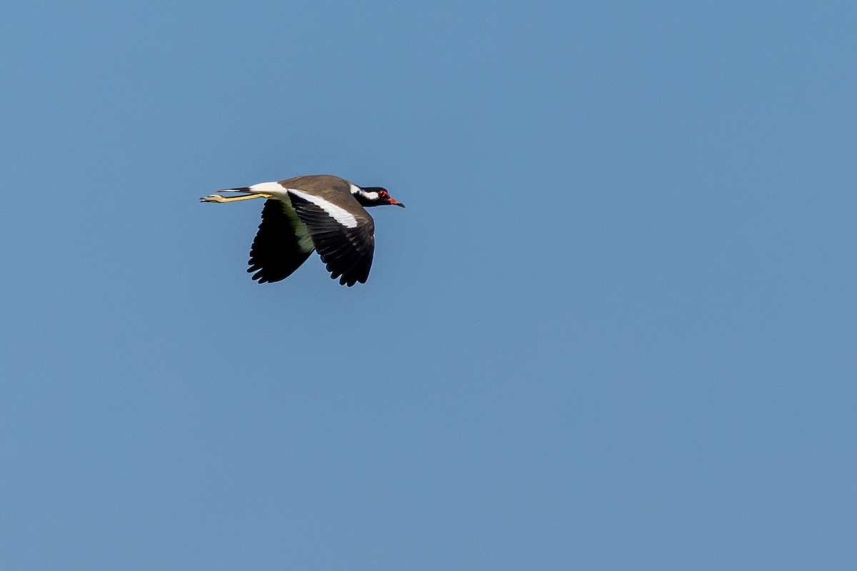 Red-wattled Lapwing - ML646357982