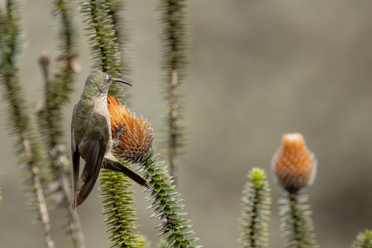 Ecuadorian Hillstar - ML646357983