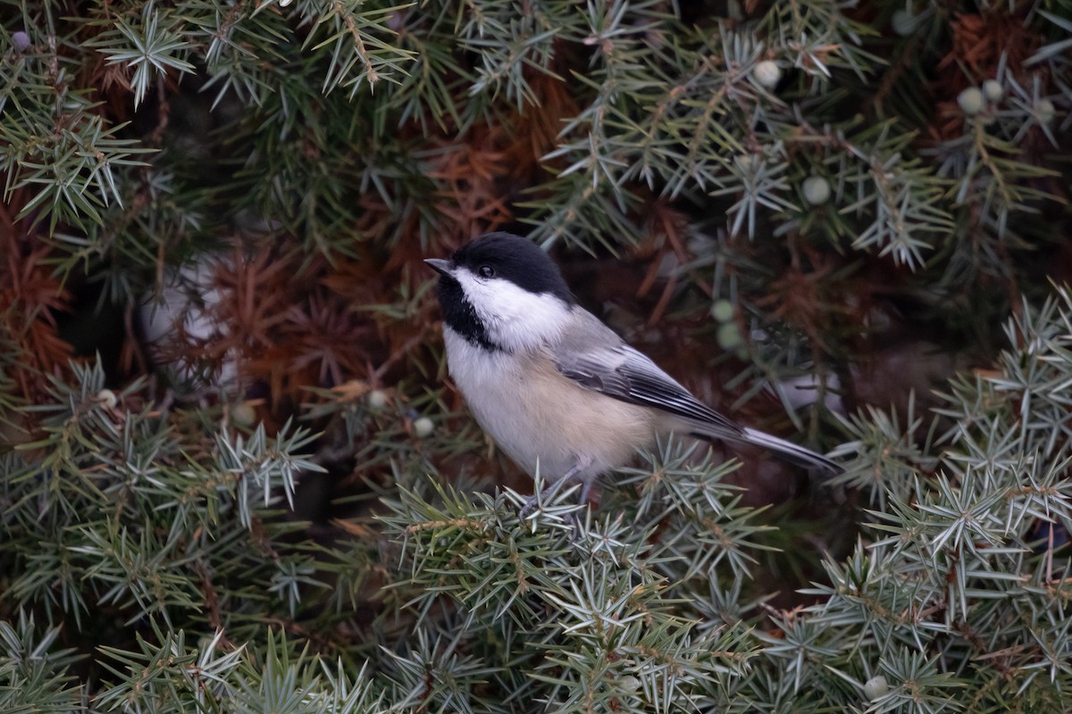 Гаїчка світлокрила - ML646357984