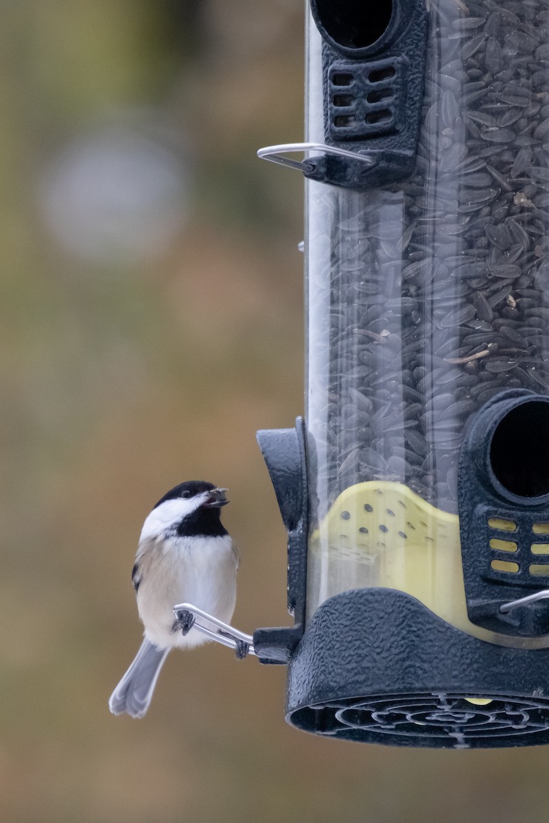 Гаїчка світлокрила - ML646357985
