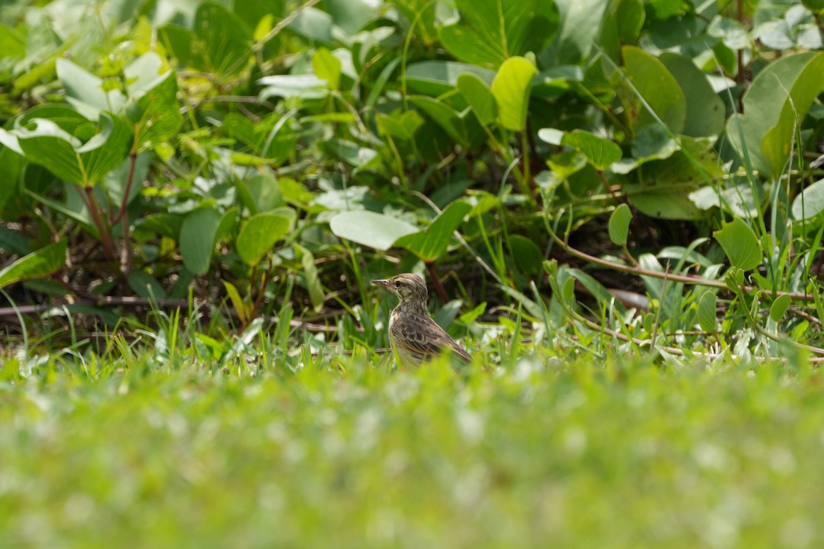 orientpiplerke - ML646357986