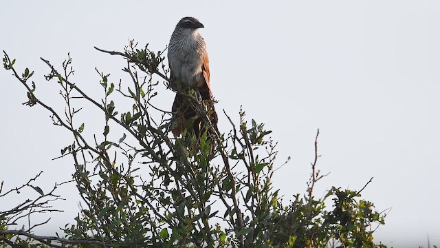 White-browed Coucal - ML646357987
