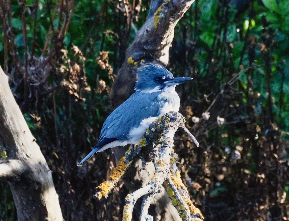 Belted Kingfisher - ML646357989