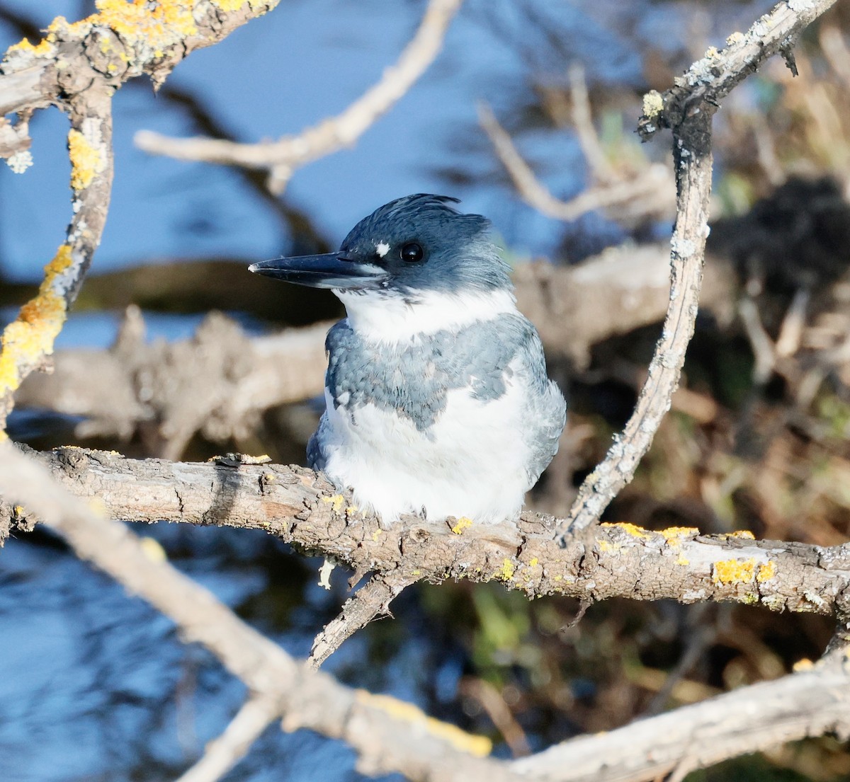Belted Kingfisher - ML646357990