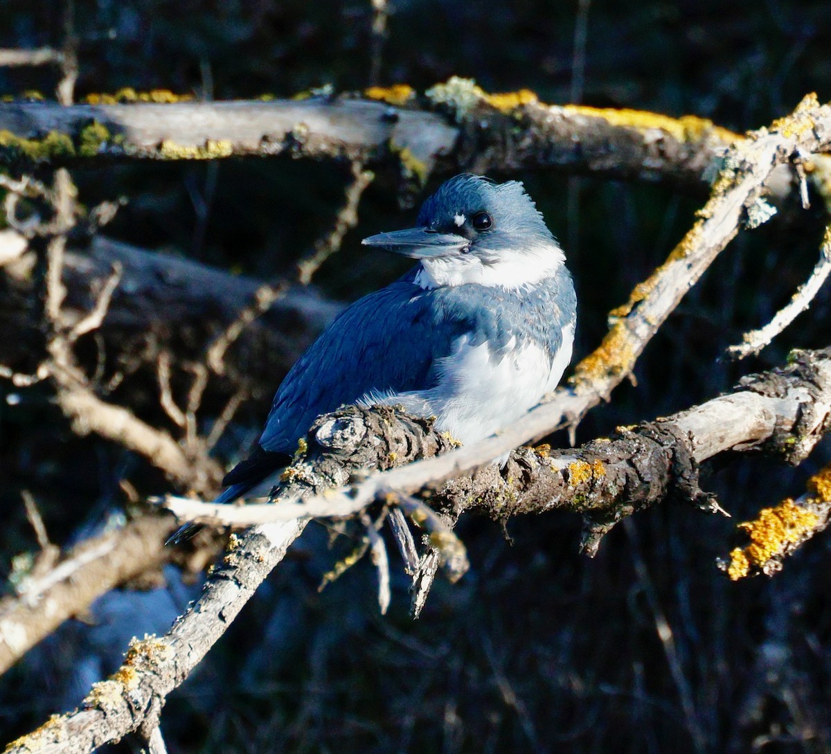 Belted Kingfisher - ML646357991