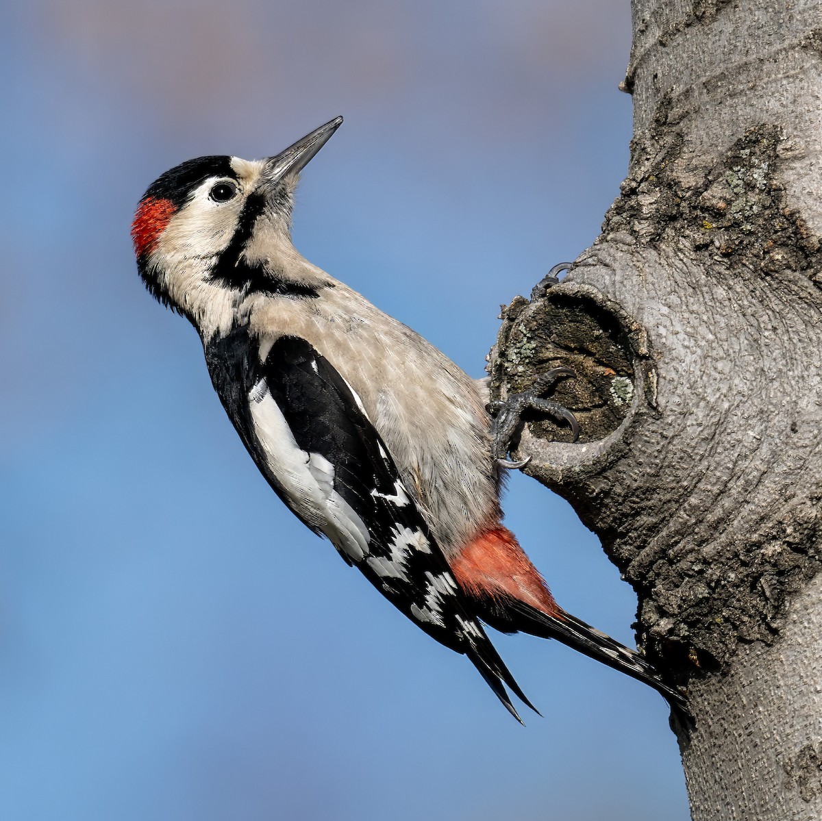 Syrian Woodpecker - ML646357992