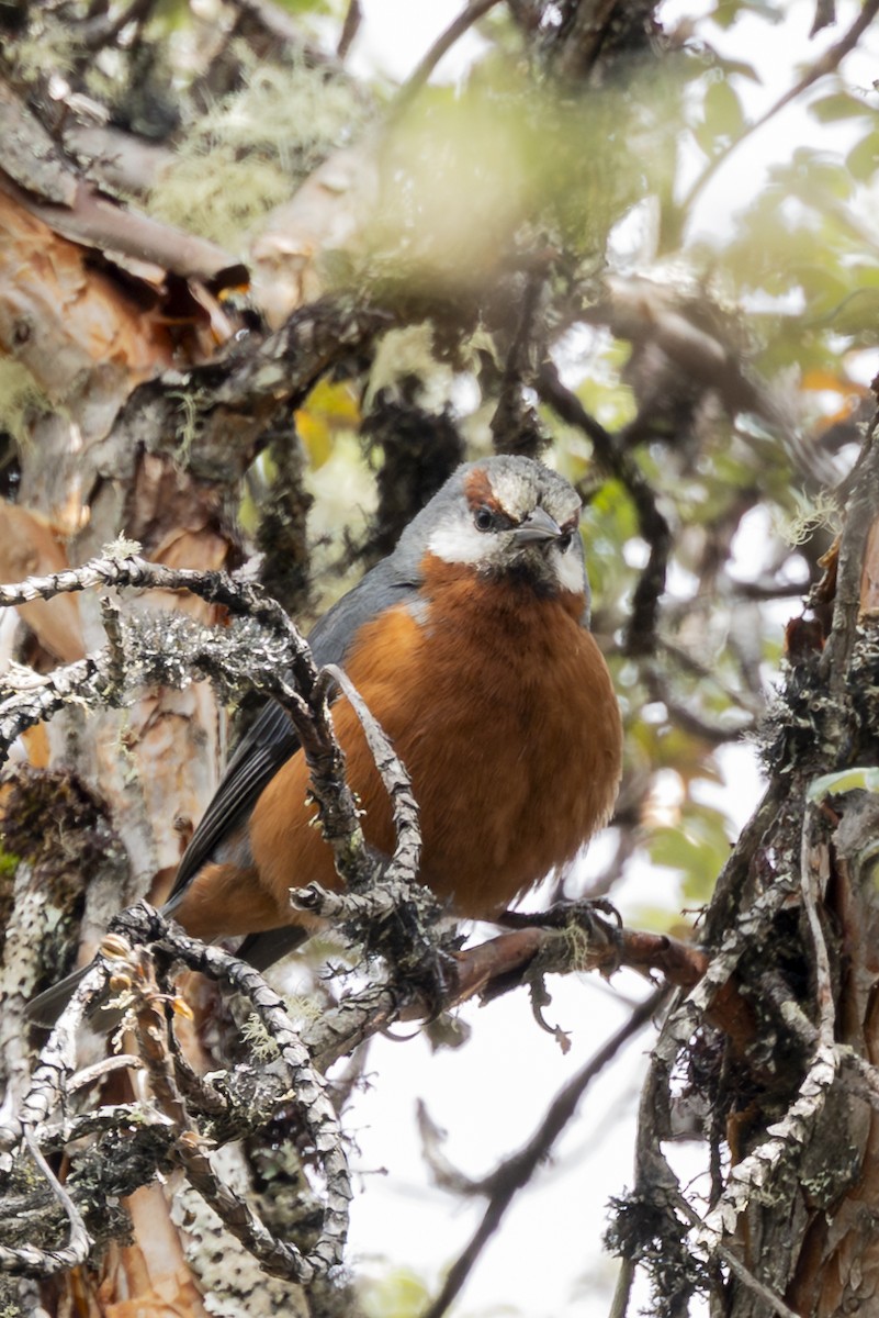 Giant Conebill - ML646358001