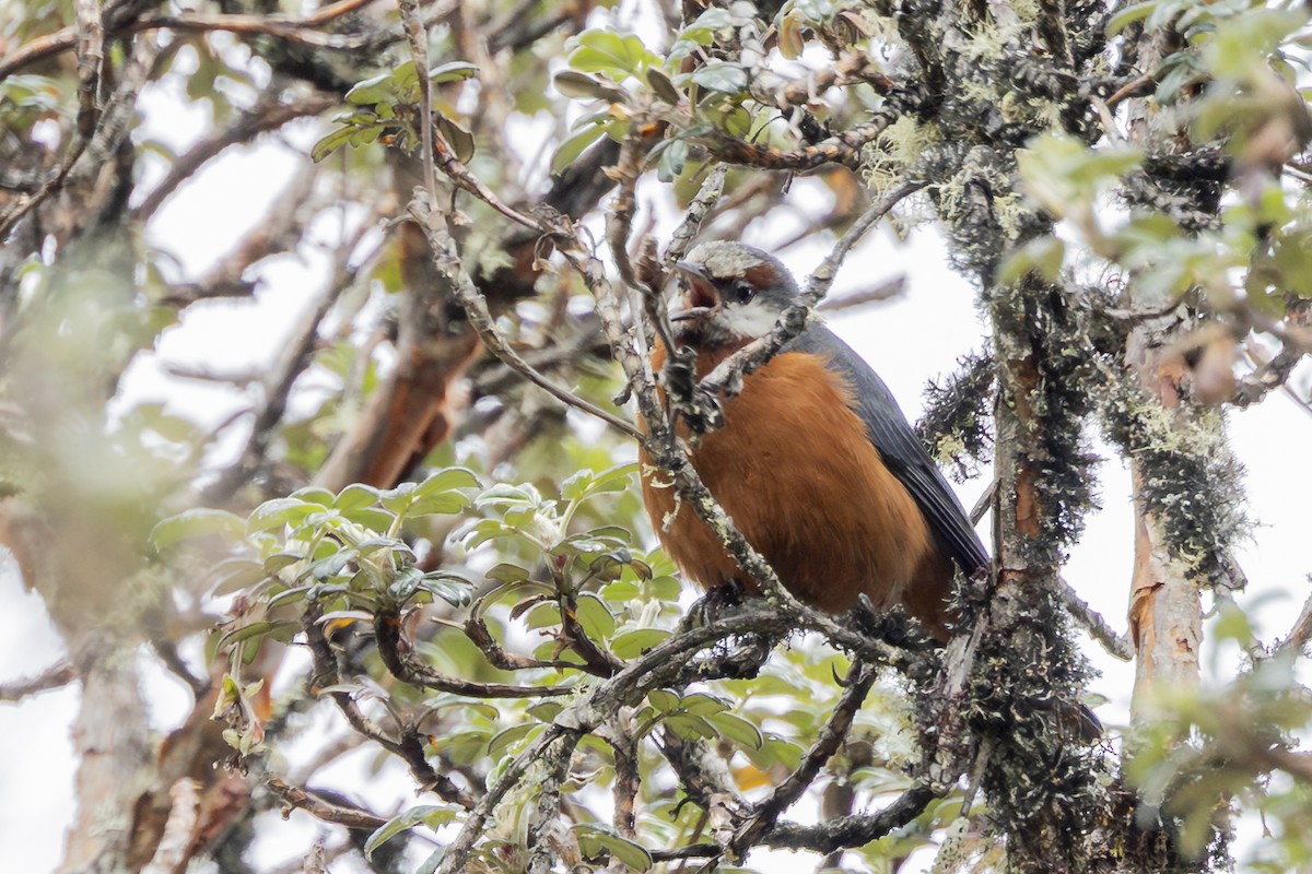 Giant Conebill - ML646358003