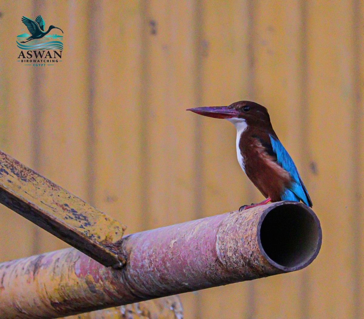 White-throated Kingfisher - ML646358006