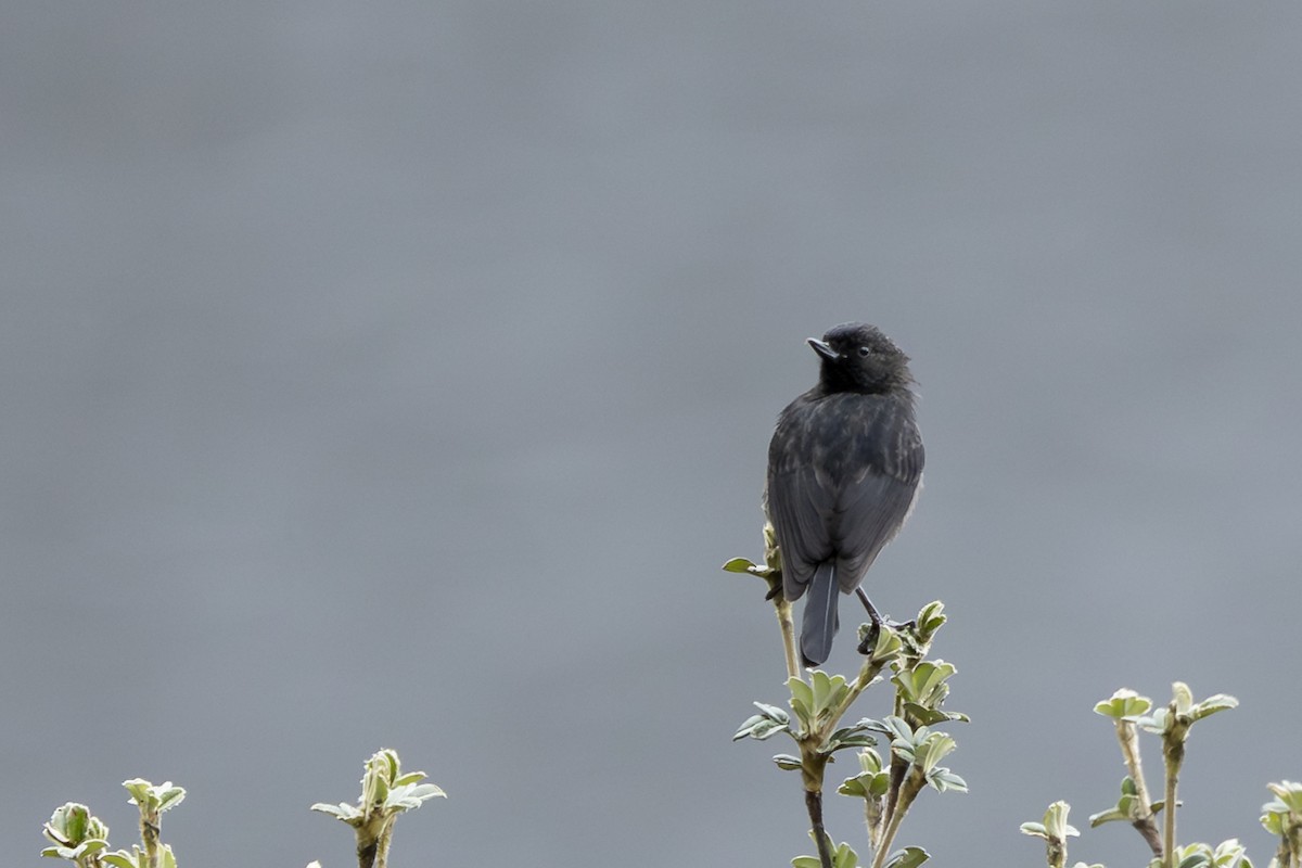 Black Flowerpiercer - ML646358010