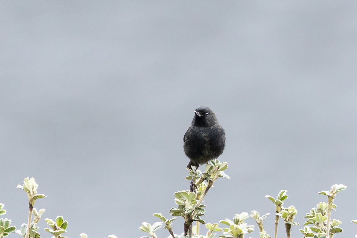 Black Flowerpiercer - ML646358011