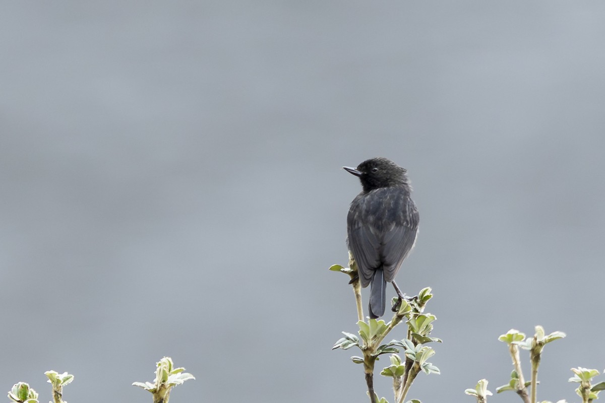 Black Flowerpiercer - ML646358012