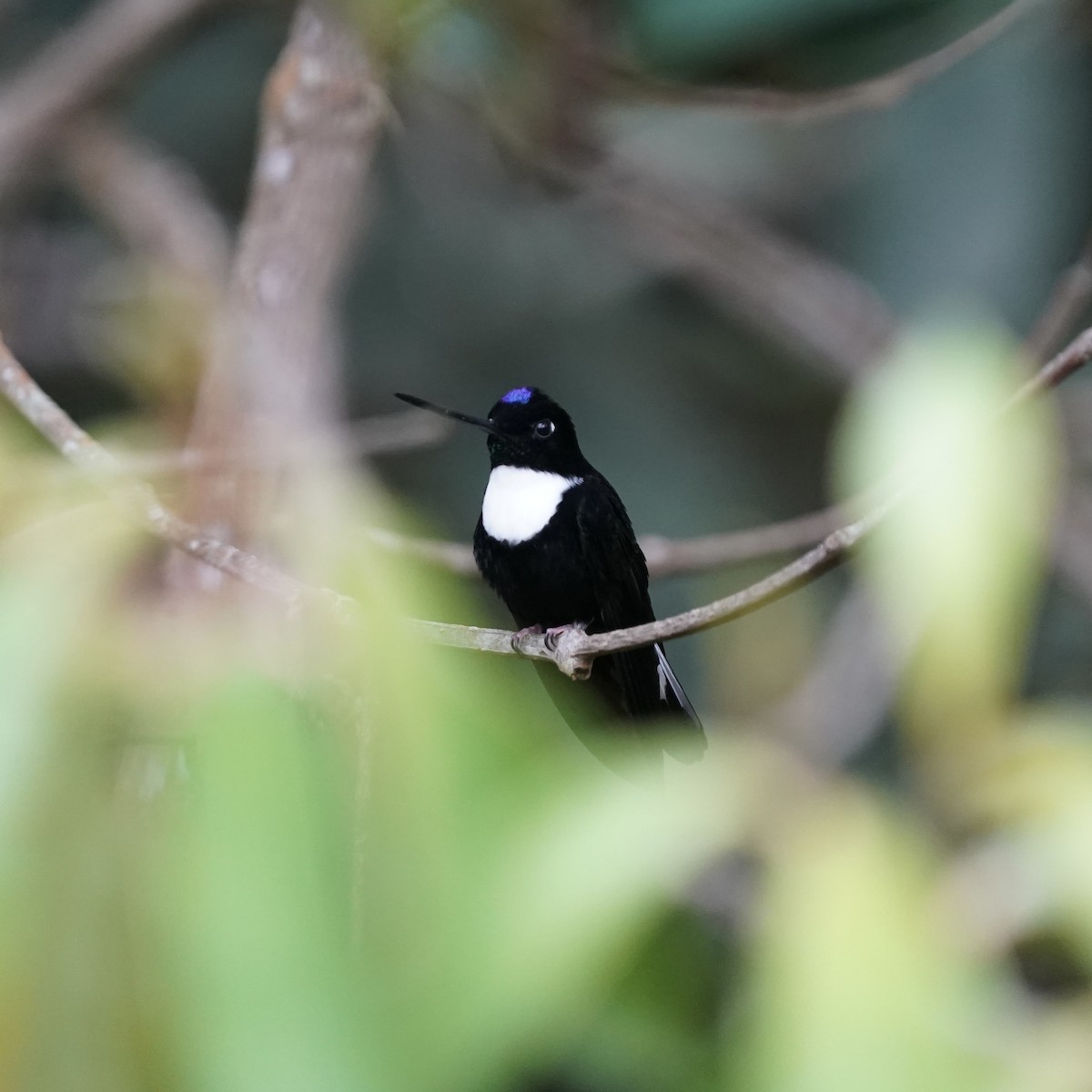 Collared Inca - ML646358013