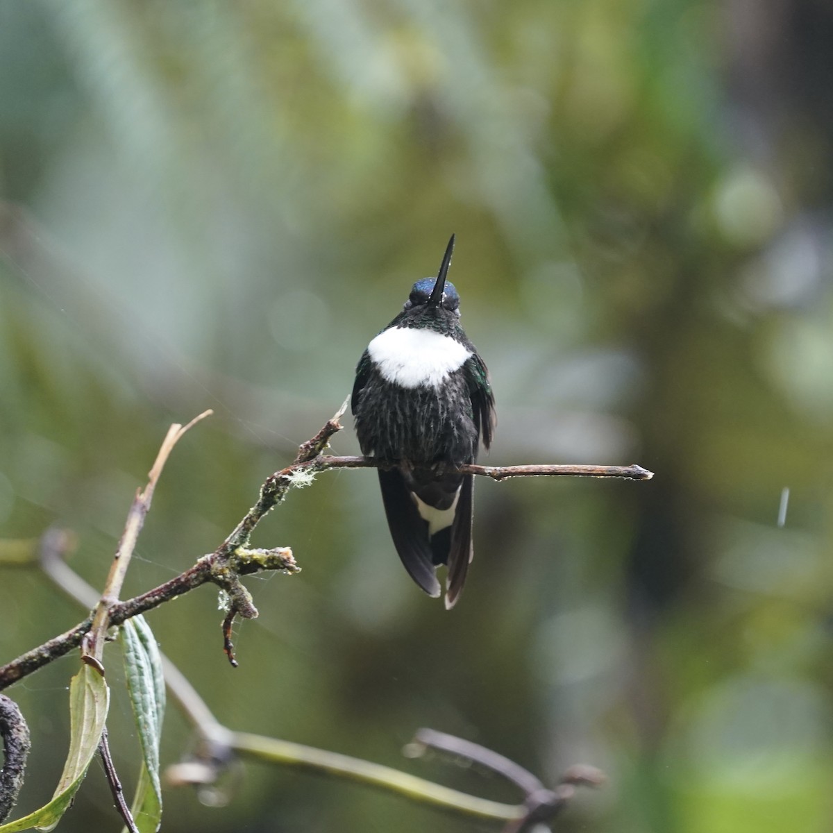 Collared Inca - ML646358014