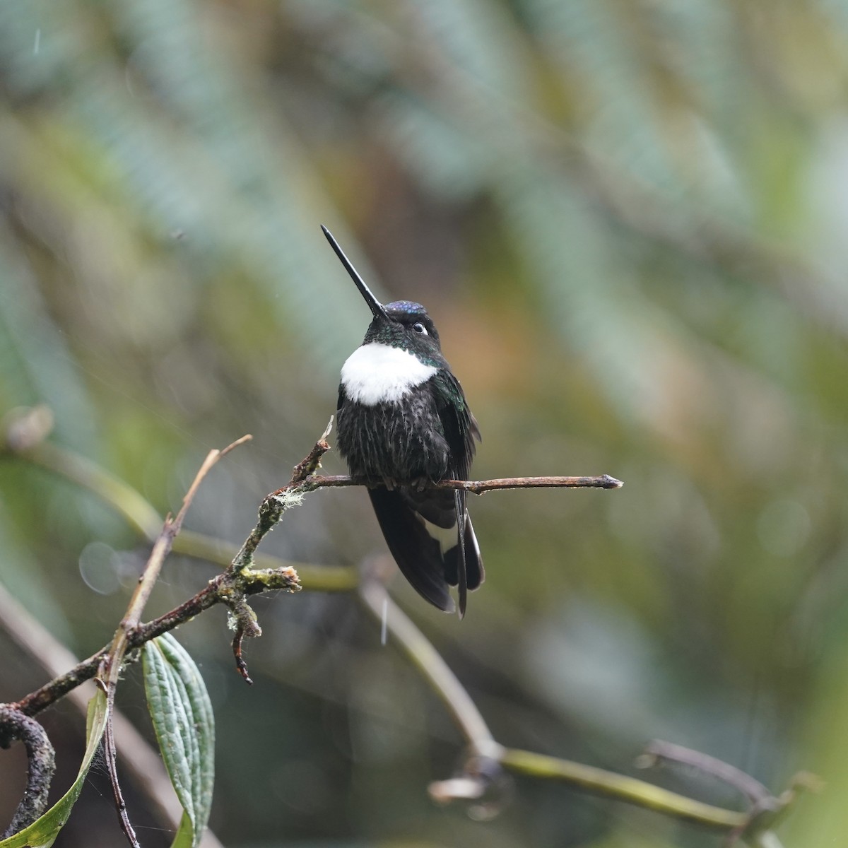 Collared Inca - ML646358015
