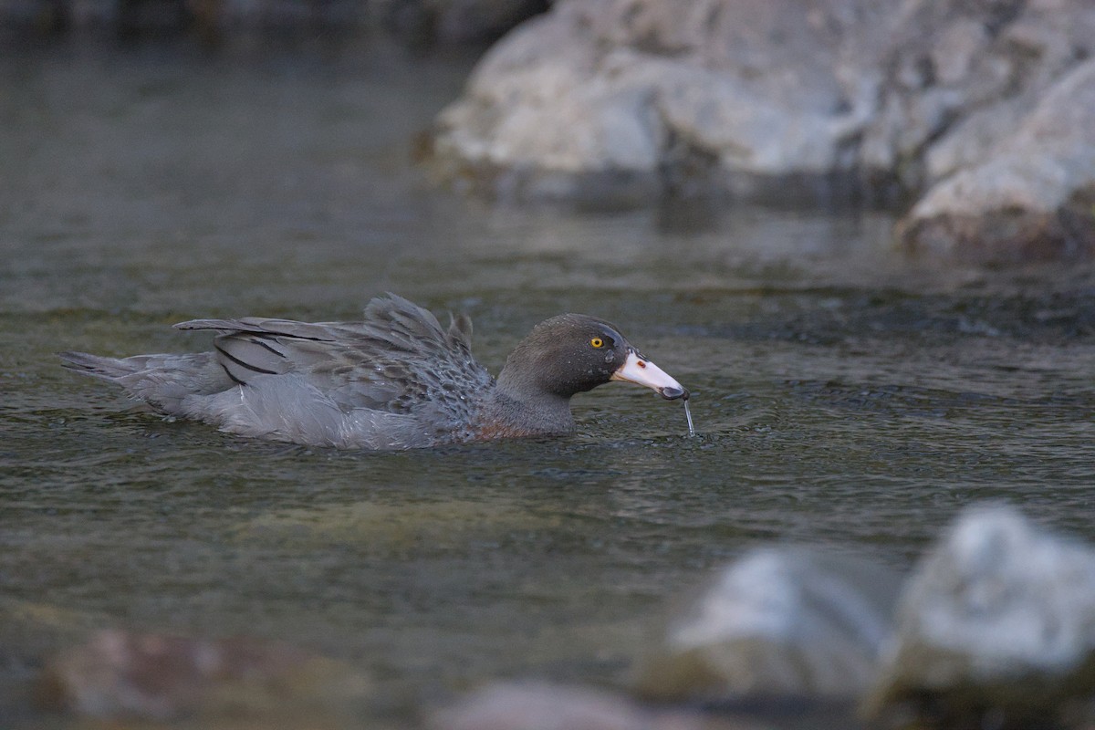 Blue Duck - ML646358016